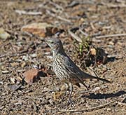 Picture/image of Sage Thrasher