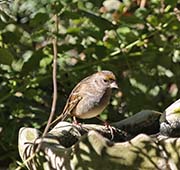 Picture/image of Golden-crowned Sparrow