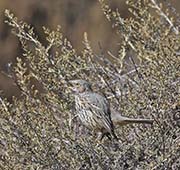 Picture/image of Sage Thrasher