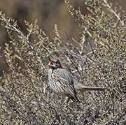 Picture/image of Sage Thrasher