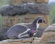 Picture/image of Humboldt Penguin