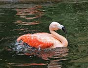 Picture/image of Chilean Flamingo