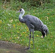 Picture/image of Hooded Crane