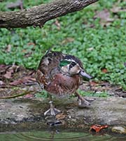 Picture/image of Baikal Teal
