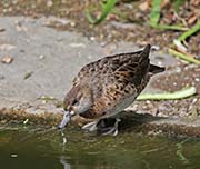 Picture/image of Baikal Teal