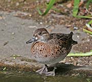 Picture/image of Baikal Teal
