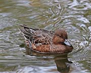 Picture/image of Eurasian Wigeon