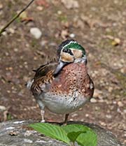 Picture/image of Baikal Teal