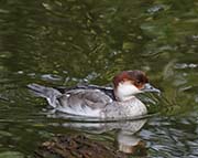 Picture/image of Smew