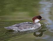 Picture/image of Smew