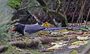 Picture/image of Red-billed Blue Magpie