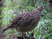 Picture/image of Cabot's Tragopan