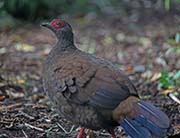 Picture/image of Edwards's Pheasant