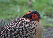 Cabot's Tragopan