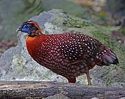 Temminck's Tragopan