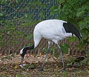 Picture/image of Red-crowned Crane