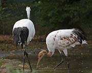 Picture/image of Red-crowned Crane