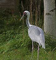 Picture/image of White-naped Crane