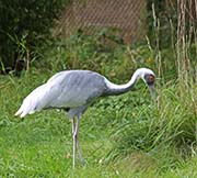 Picture/image of White-naped Crane