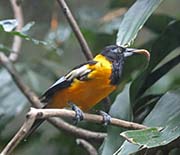 Picture/image of Venezuelan Troupial