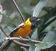 Picture/image of Venezuelan Troupial