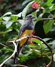 Picture/image of White-tailed Trogon