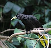 Picture/image of Crested Oropendola