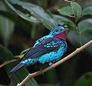 Picture/image of Spangled Cotinga