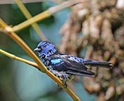 Picture/image of Turquoise Tanager