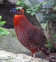 Picture/image of Temminck's Tragopan