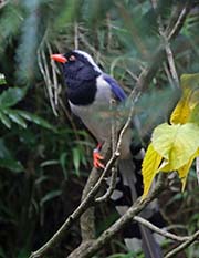 Picture/image of Red-billed Blue Magpie