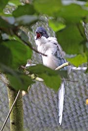 Picture/image of Azure-winged Magpie