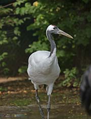 Picture/image of Red-crowned Crane