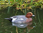 Picture/image of Eurasian Wigeon