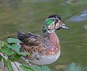 Picture/image of Baikal Teal