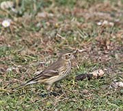 Picture/image of American Pipit