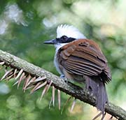 Picture/image of White-crested Laughingthrush