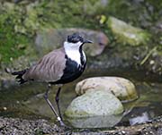 Picture/image of Spur-winged Lapwing