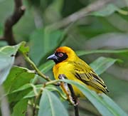Southern Masked Weaver