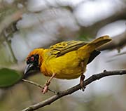 Picture/image of Southern Masked Weaver