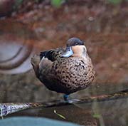 Picture/image of Hottentot Teal