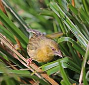 Picture/image of Southern Masked Weaver