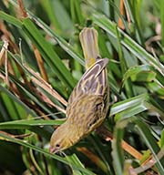 Picture/image of Southern Masked Weaver