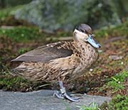 Picture/image of Hottentot Teal