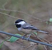 Picture/image of Black-capped Chickadee