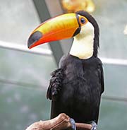 Picture/image of Toco Toucan