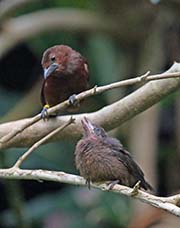 Picture/image of Silver-beaked Tanager