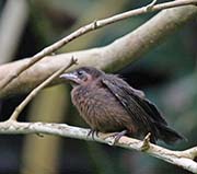 Picture/image of Silver-beaked Tanager