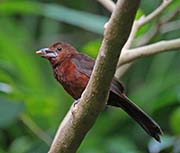 Picture/image of Silver-beaked Tanager