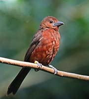 Picture/image of Silver-beaked Tanager